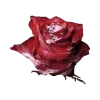 🌹