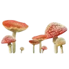 🌟