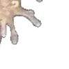 🪸