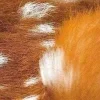 🦌