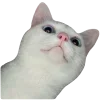 🐱