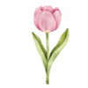 🌷