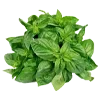 🥬