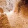 🦌