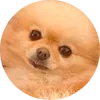 🐶