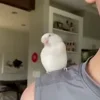 🦜