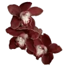 🌺