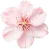🌸