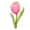 🌷