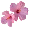 🌺