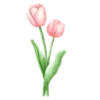 🌷