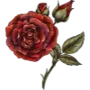 🌹