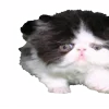 🐈‍⬛