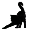 🐈‍⬛