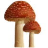 🍄