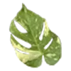 🍃