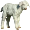 🐑