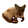 🐱