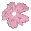 🌸
