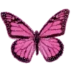 🦋