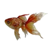🐠