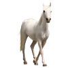 🐎