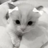 🐱