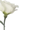 🌷