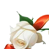 🌺