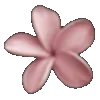 🌸