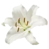 🌸