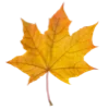🍁