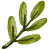 🌿