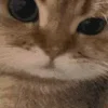 😼