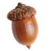 🌰