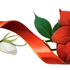 🌺
