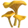 🍄