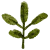 🌿