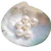🐚