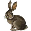 🐇