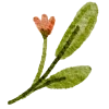 🌿