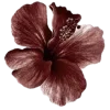 🌺