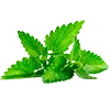 🥬