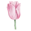 🌷