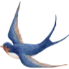 🕊️