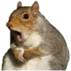 🐿️