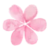 🌺