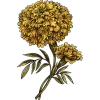 🌼