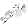 🌸
