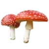 🍄